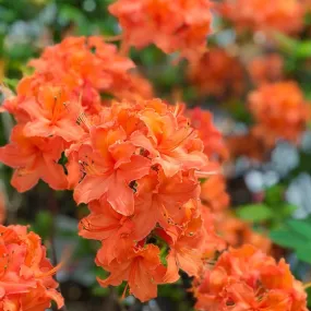 Azalea Mandarin Lights 1gal