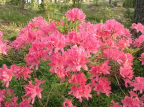 Electric Lights Double Pink Azalea- 2 Gallon (1.5-2ft)