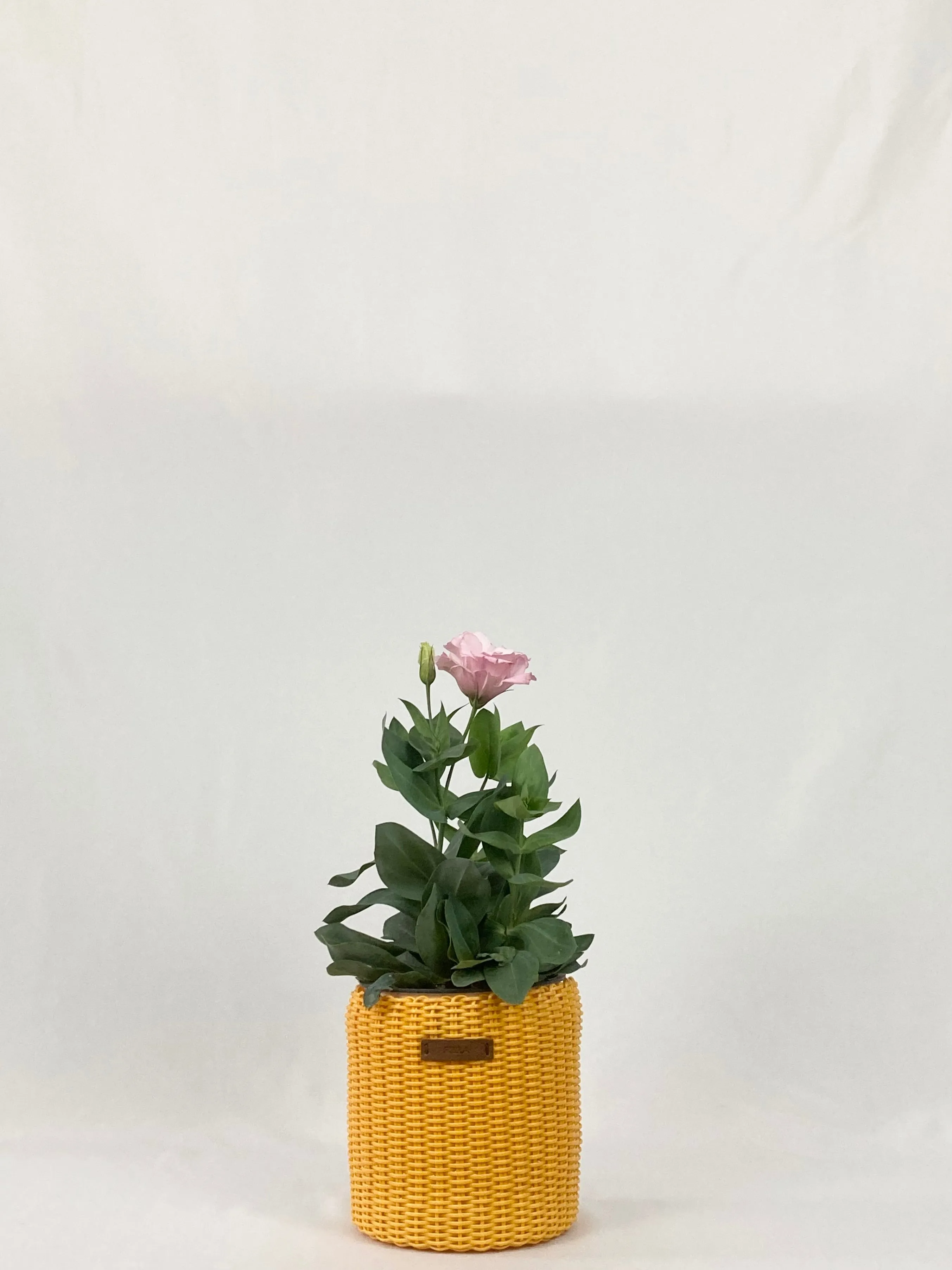 Mini Bins / Pots (Assorted)