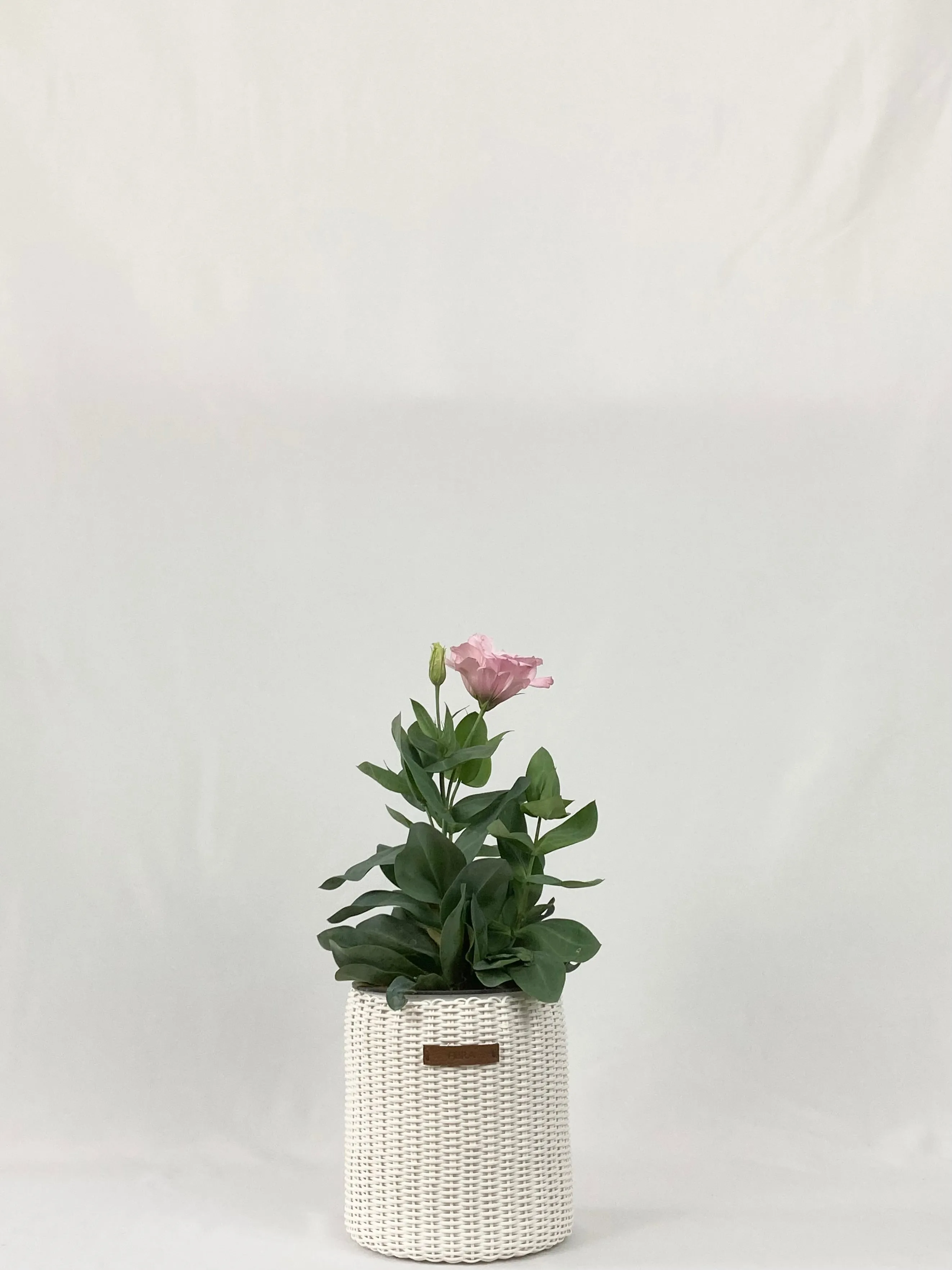 Mini Bins / Pots (Assorted)