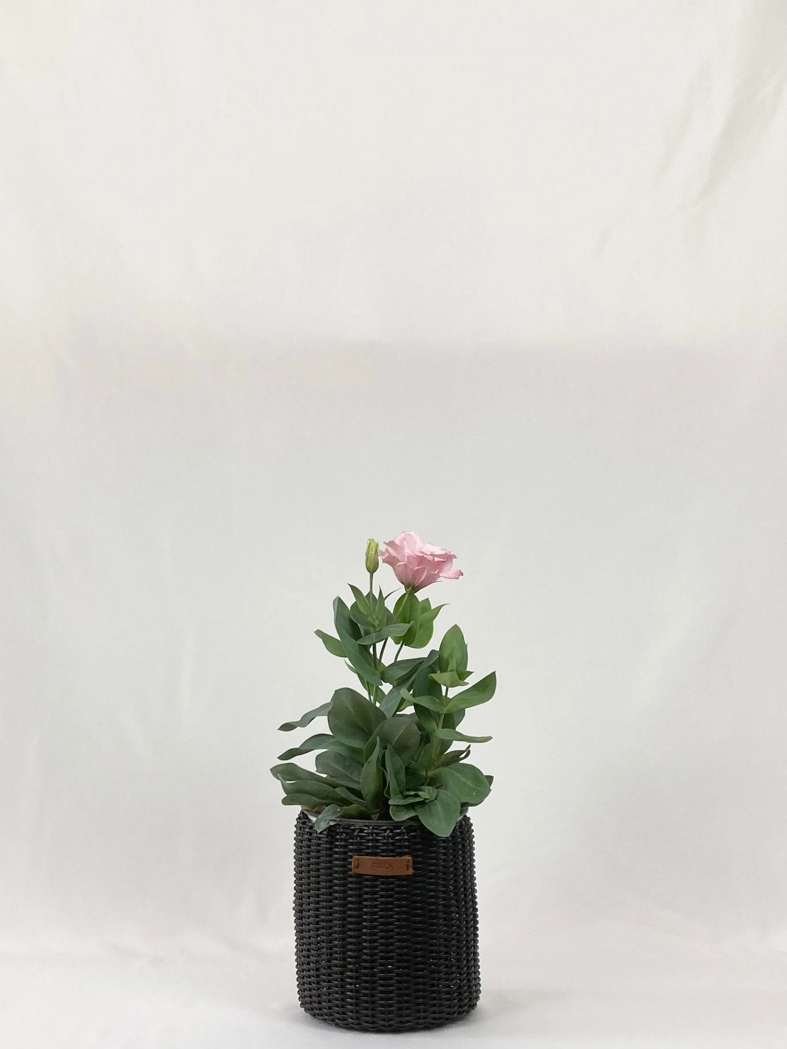 Mini Bins / Pots (Assorted)