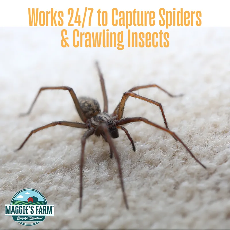 Spider & Insect Trap